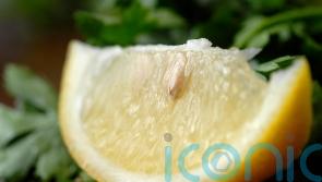 Can you grow a lemon tree from a pip? The beginner gardening questions we all want to ask