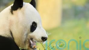 Edinburgh pandas will go back to China in December, zoo confirms