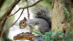 Invasive alien species ‘travelling around the world at unprecedented rates’