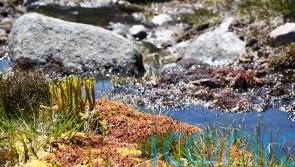 New light shed on evolution of plant kingdom, say researchers
