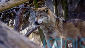 EU considers limiting protection for wolves as farmers fear for livestock