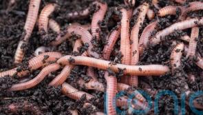 What is a wormery and how does it help gardeners?