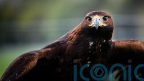 Number of golden eagles in southern Scotland soars to ‘highest in 300 years’