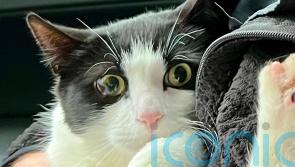 Alaska couple reunited with cat 26 days after home collapsed into swollen river