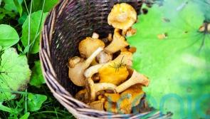 Which food items are in season this autumn?