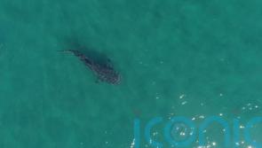 Whale sharks ‘exhibit disturbed behaviour in presence of tourist swimmers’