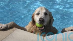 Golden retrievers take over lido as dog swimming month begins