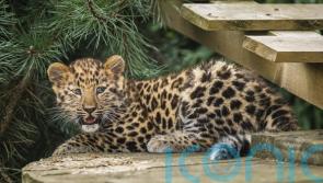 Critically endangered leopard cub takes first steps at UK wildlife park