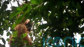 Conservationists urge Yousaf to act over Indonesian dam threat to rare orangutan