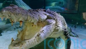 Dozens of crocodiles escape from farm after storms batter southern China