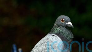 Animal welfare charity appeals for information after pigeons found tied up