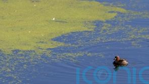 Sites around River Bann closed due to blue-green algae outbreak