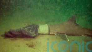 Couple on scuba diving trip rescue baby shark caught in work glove