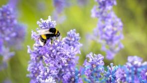 More than 75% of European bumblebee species may be threatened by 2080 – study