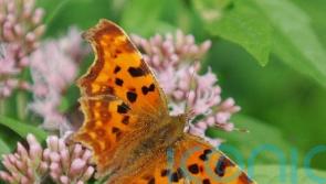 Butterfly count shows one species increased 41% after decline in recent years