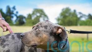 What are American XL bully dogs and what might happen if you own one?