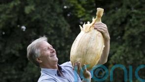 Record-breaking 9kg onion displayed at Harrogate Flower Show