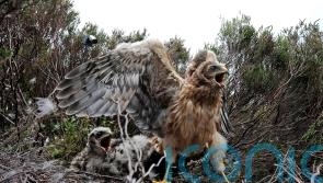 Hen harrier chick numbers grow for seventh year in a row