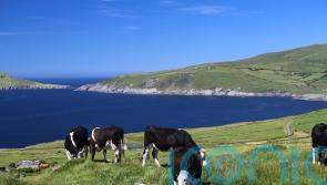 Minister not overruled by Taoiseach on EU nitrates issue, colleague insists