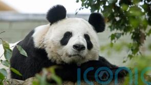 Living in zoos outside their natural environment may disrupt pandas – study