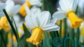 These are the best shorter daffodils to plant now for spring – according to RHS trials
