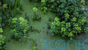 Public meeting highlights problem of toxic algae in Lough Neagh