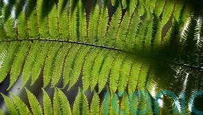 Can we give plants advance warning of dangers by ‘talking’ to them?