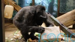 Oldest gorilla in UK celebrates her 60th birthday