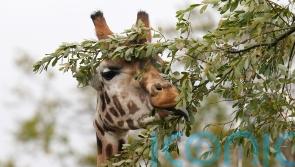 Endangered male giraffe Sifa arrives at safari park
