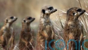 Researchers investigating whether meerkats pick up on human emotions