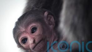 Extremely rare silvery gibbon born at Isle of Man wildlife park