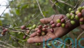 Only 7% of coffee sold in the UK meets Fairtrade standards, research shows
