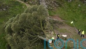 Famous Sycamore Gap tree ‘deliberately felled’ in apparent ‘act of vandalism’