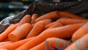 Researchers discover what makes carrots orange