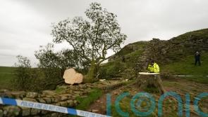 Teenage boy arrested over felling of landmark tree on Hadrian’s Wall