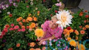 Victorian dahlia show recreated at Stonehenge with thousands of flowers