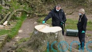 New shoots expected to grow from Sycamore Gap tree but it &lsquo;won&rsquo;t be same again&rsquo;