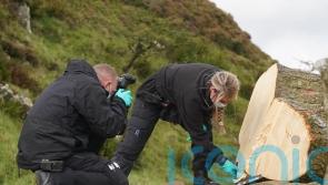 Man in his 60s bailed over felling of landmark Sycamore Gap tree