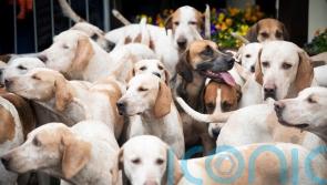 Campaigners vow fox hunting scrutiny as law comes into force