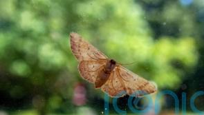 Autumn pests to look out for and how to get rid of them in your home and garden