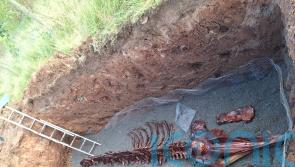 Remains of whale dissected by hand on Co Down beach in order to be preserved