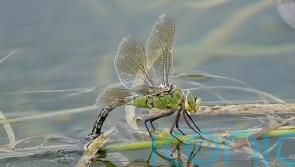 Freshwater creatures recovering despite sewage pollution, study finds