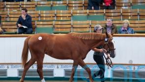 Frankel filly latest part of ‘long-term project’ for Shadwell