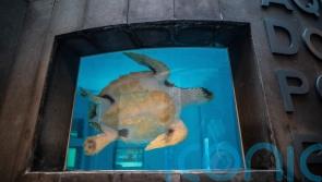 Turtle returned to wild almost two years after being found on Scottish beach