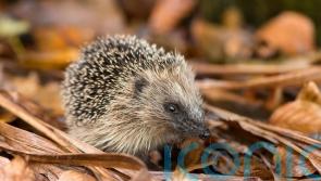 Why you shouldn’t tidy your garden too much in autumn