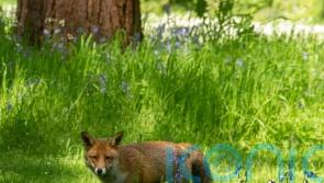 Government has no evidence to back up nature recovery claims, say campaigners