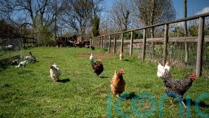 Gene-editing could change parts of chicken DNA to limit spread of bird flu