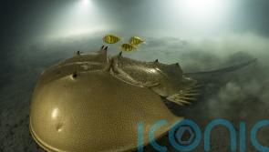 Winning images in Wildlife Photographer of the Year competition revealed