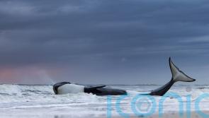 See the stunning photos from the Wildlife Photographer of the Year awards