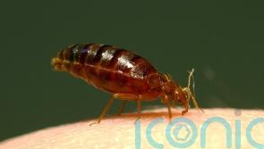 Pest control firms report being ‘inundated’ with calls about bedbugs